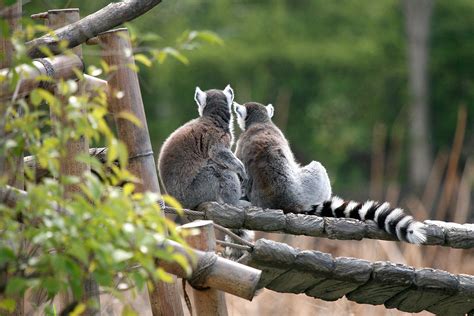 Ring Tailed Lemur 11 Kabacchi Flickr