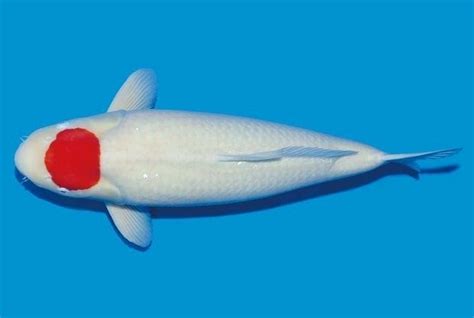 Ikan Koi Tancho Koi Unik Dengan Corak Mirip Bendera Jepang