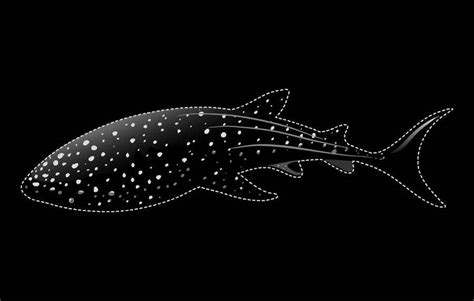 Entry 54 By Muhammad1226 For Whale Shark Constellation Design Freelancer