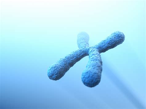 Cromosomas X E Y Curiosidades Sobre Los Cromosomas Sexuales