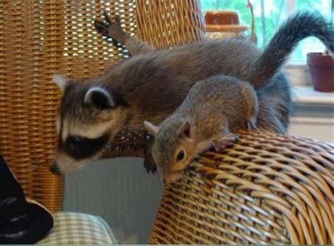 Pin By Luvbat On Funny Animals Baby Raccoon
