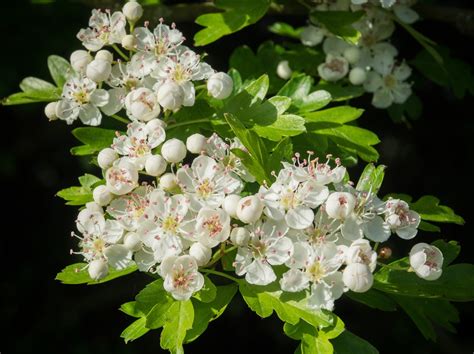 Flowering trees provide another way to add seasonal color and fragrance in the landscape garden while also providing height, shade and value to your property. 19 Types of Flowering Trees to Embellish Your Beautiful ...