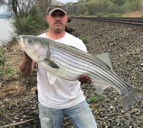 Its Prime Time For Catching Striped Bass On The Hudson River Video