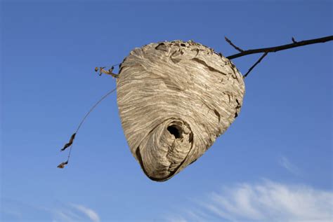 How To Safely Eliminate Hornets Nest Wasp Removal Toronto