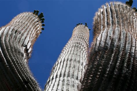 Tall Saguaro Cactus Free Stock Photo Public Domain Pictures