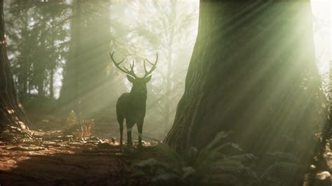Enchanting Deer In Forest With Stunning Stock Motion Graphics Sbv