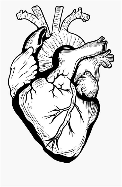 Real Heart Drawing Png Heart Drawing Human Heart Drawing Anatomical