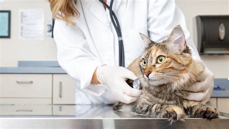 Die katze ist unangefochten noch immer das beliebteste haustier der deutschen. Katze pinkelt ins Bett: Ursachen und wie Sie ihr das ...