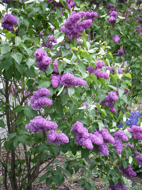 Love Lilacs Garden Gems Lilac Bushes Purple Lilac Purple Flowers
