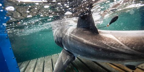 A Massive 13 Ft Great White Shark Is Swimming In Canadian Waters Right