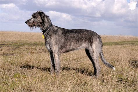 Irish Wolfhound Stock Photos Pictures And Royalty Free Images Istock