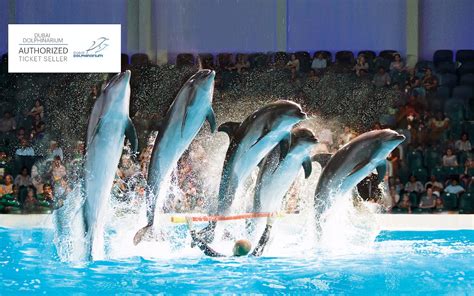 Dubai Dolphinarium Dolphin And Seal Show Tickets Headout