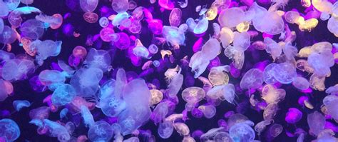 Download Wallpaper 2560x1080 Jellyfish Underwater World Glow Neon
