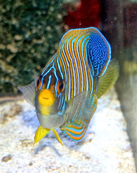 Howard S Reef New Fish In Town Pygoplites Diacanthus Indo Pacific