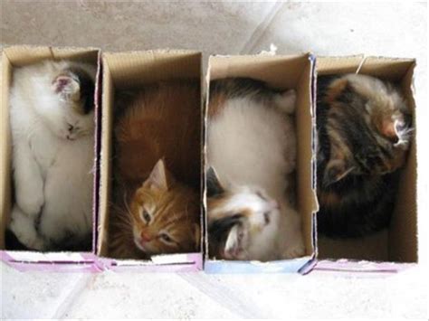 From Kittens To Lions All Cats Love Cardboard Boxes 30 Pics