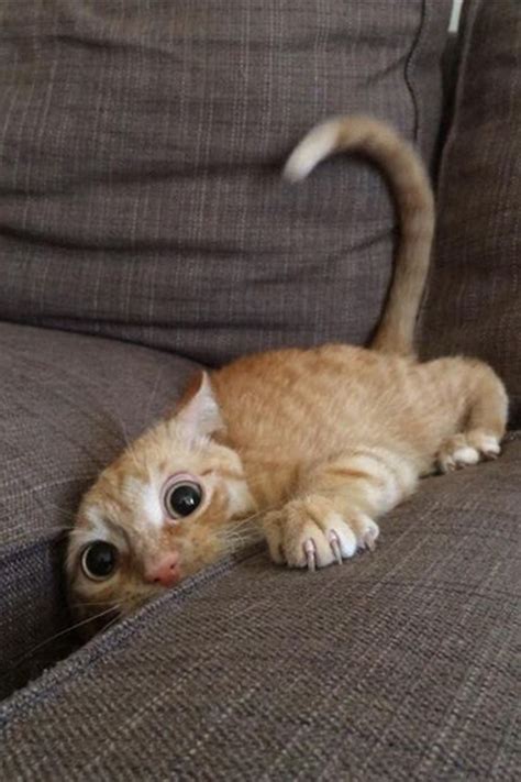 40 Pictures Of Cats Doing Funny Things Tail And Fur