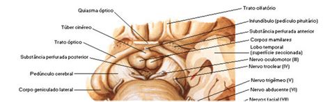 Resumo sobre anatomia do tronco encefálico Sanarmed