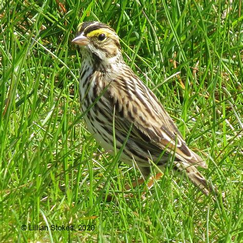 Stokes Birding Blog Savannah Sparrows Have Returned