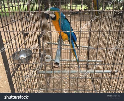 Sad Parrot Metal Cage Stock Photo Edit Now 575845486