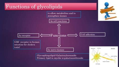 Structure And Functions Of Glycoplipids And Glycoproteins