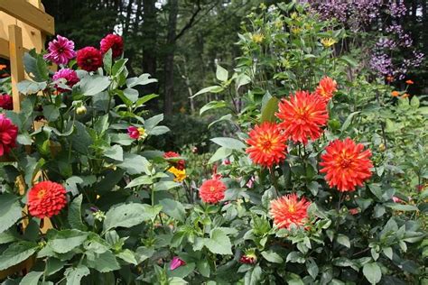 Home/flower seeds/flower seeds yearling/zinnia /zinnia dahlia flowered. Dahlias and Benary Giant Zinnias | Summer garden, Zinnias ...