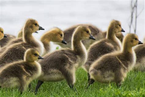 Discover chinese restaurant deals in and near cedar rapids, ia and save up to 70% off. Goslings On Parade | Shutterbug