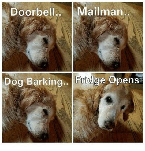 Your meme was successfully uploaded and it is now in moderation. Doorbell Mailman Dog Barking Fridge Opens | Meme on ME.ME