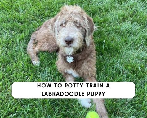 How To Potty Train A Labradoodle Puppy 2023 We Love Doodles