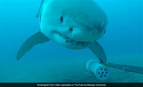 Cute Great White Shark