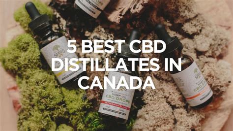 5 best cbd distillates in canada the herb centre