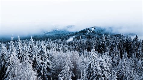 Wallpaper Id 6344 Forest Winter Aerial View Trees Snow 4k Free