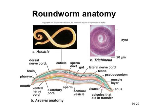 Roundworm Anatomy