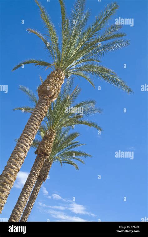 Row Of Palm Trees Phoenix Arizona Usa Stock Photo Alamy