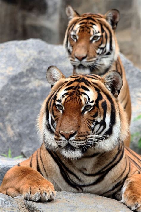 Tigers Animals Beautiful Big Cats Tiger