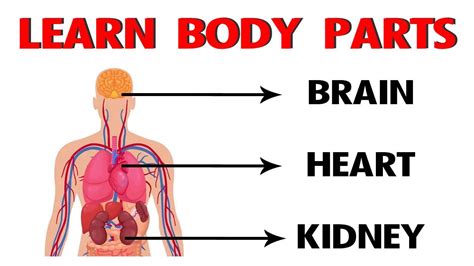 Learn Body Parts In English Learn Human Body Parts For The Body In