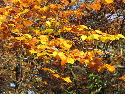 Beech Leaves In Autumn Burnham Beeches © David Hawgood Cc By Sa20