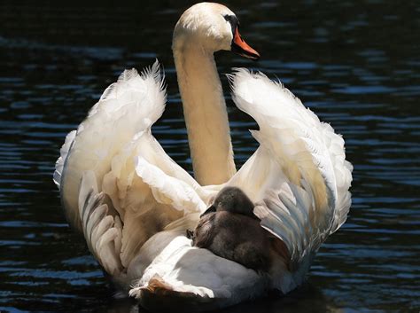 Swan Baby White · Free Photo On Pixabay