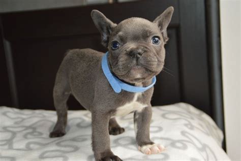 Solid Blue French Bulldog Puppies For Sale · Golden Blood
