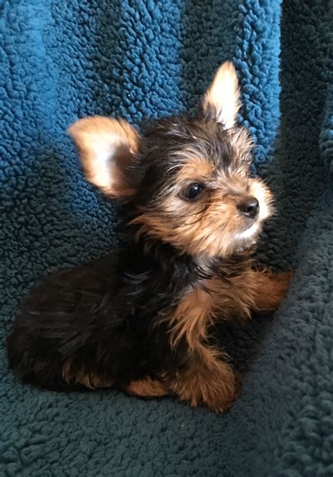 Yorkshire Terrier Puppies For Sale Bell Buckle Tn 184694