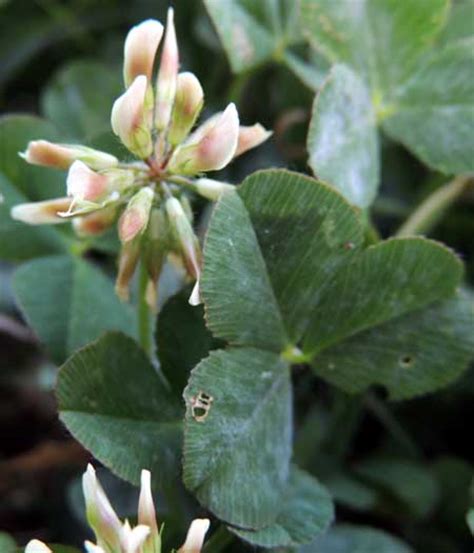 african clover in kenya africa