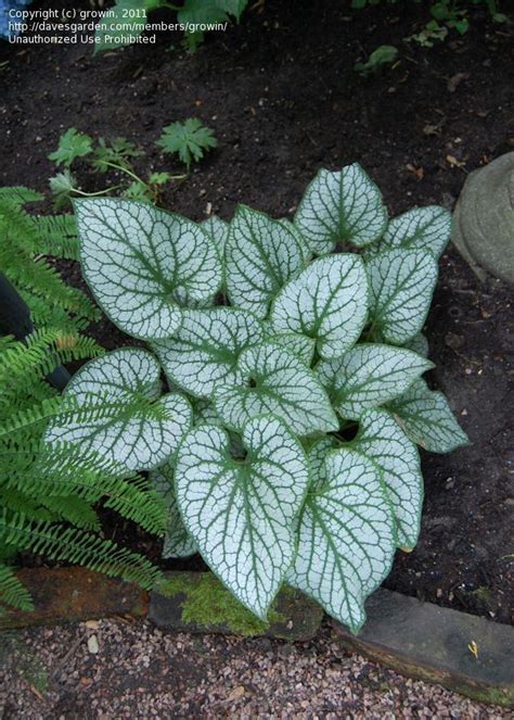 Jack Frost Brunnera Was Named 2012 Plant Of The Year By The Perennial