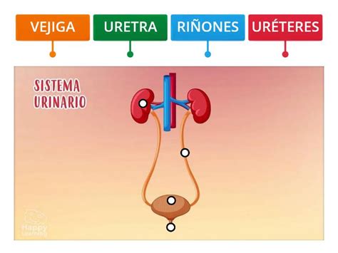 Aparato Excretor Diagrama Etiquetado