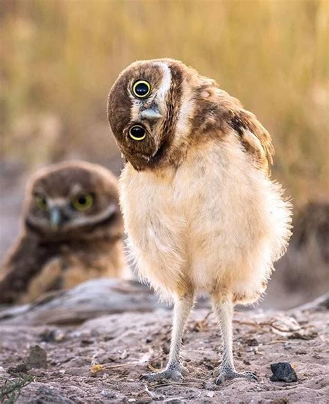 Psbattle This Owl Tilting Its Head Owl Owl Habitat Funny Animals
