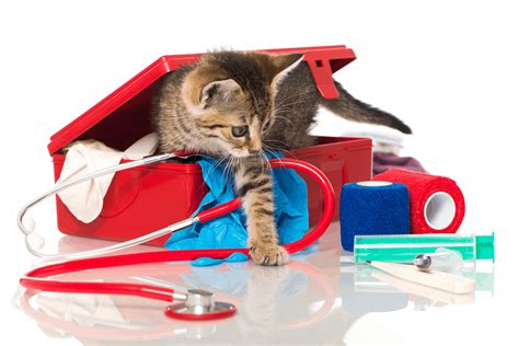 Kitty First Aid Kit The Cats Meow Veterinary Hospital