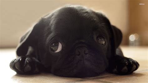 Huge collection, amazing choice, 100+ million high quality, affordable rf and rm images. Pug Puppies Wallpaper (61+ images)