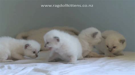 Most don't keep the animals they pick up alive, and they might be willing to give you a kitten rather than having to euthanize the poor baby. Truly Scrumptious Ragdoll Kittens ~ Baby Kittens - YouTube