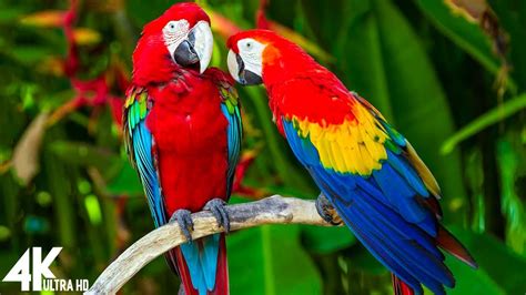 Macaw Parrots 4k Relaxing Music With Colorful Birds In The Rainforest