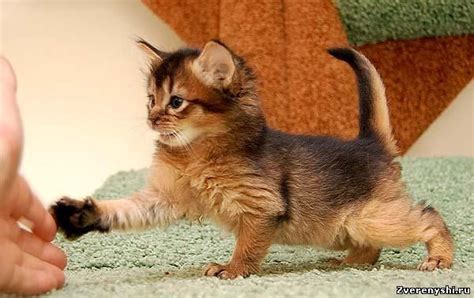 somali cat google search abyssinian cats cats cute cats  kittens