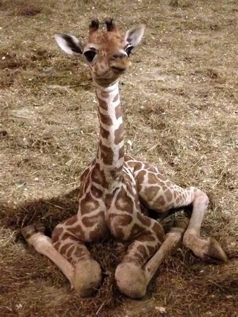 Pictures Of Aprils Baby Giraffe Yahoo Image Search