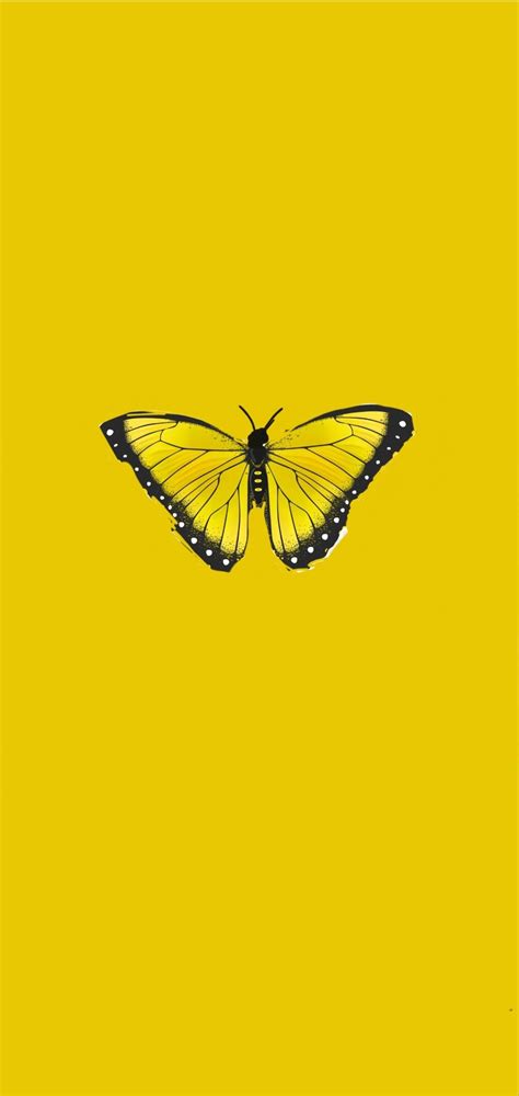 A Yellow And Black Butterfly On A Yellow Background